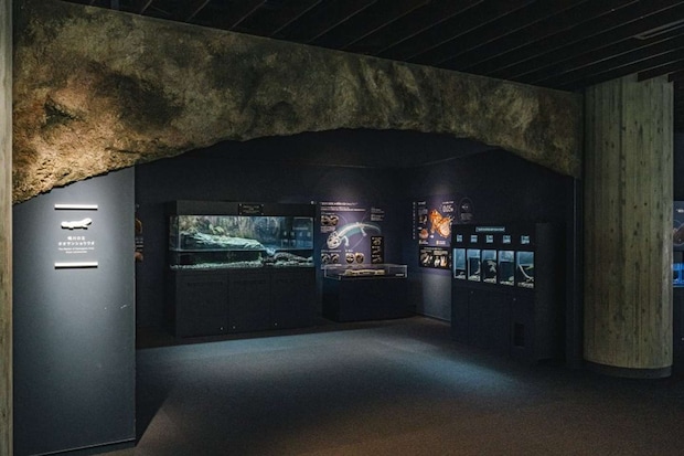 「在来種」を展示している「京の川」エリア(画像提供:京都水族館)