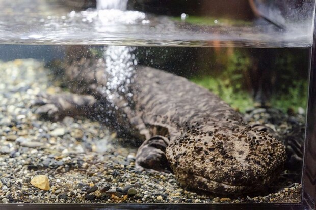館内で1頭だけの「在来種」(画像提供:京都水族館)