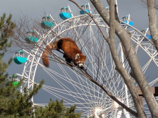 木登り、うますぎ!?(画像は到津の森公園の公式Xアカウントより、再掲)