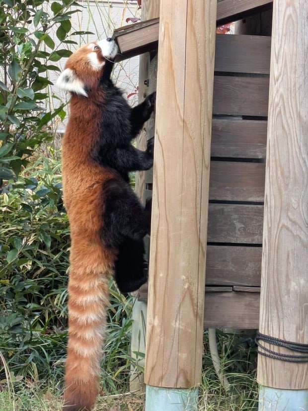 アシタバさん、重力って知ってます?(画像は到津の森公園の公式Xアカウントより)