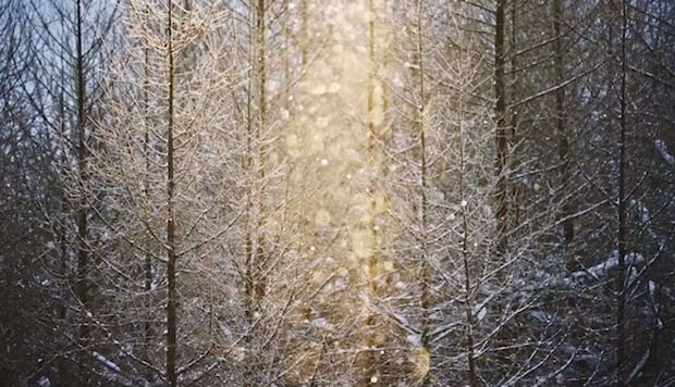 坪井 智洋（＠donchan1101）さんの投稿のスクリーンショット、再掲