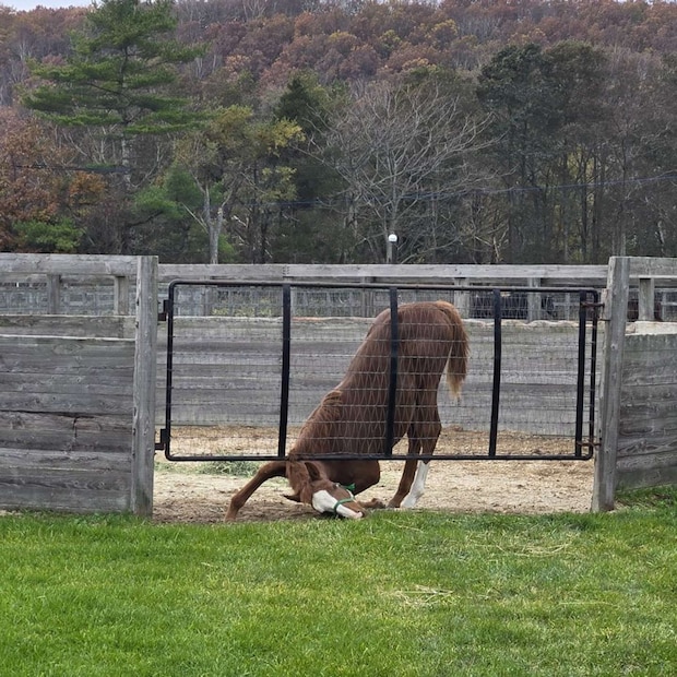 どうなってるの！？（追分ファーム公式Xアカウントより）