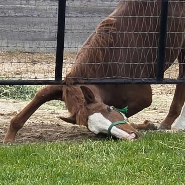 体柔らかいんだね（画像は追分ファーム公式Xアカウントより）