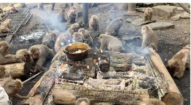 日本モンキーセンター公式YouTubeチャンネル「ポップコーンパーティー オンラインガイド たき火20260102」からのスクリーンショット