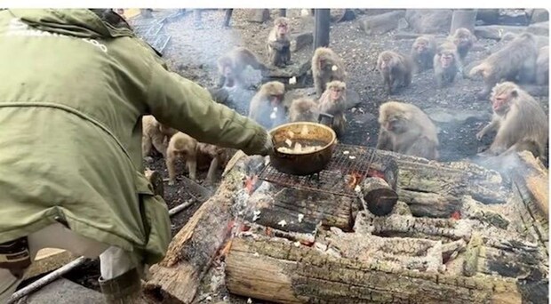 日本モンキーセンター公式YouTubeチャンネル「ポップコーンパーティー オンラインガイド たき火20260102」からのスクリーンショット