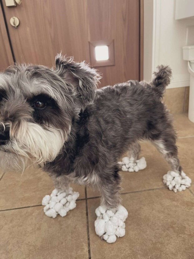 靴みたいになっていたことも（＠kuu_chan_0109さんの投稿より）