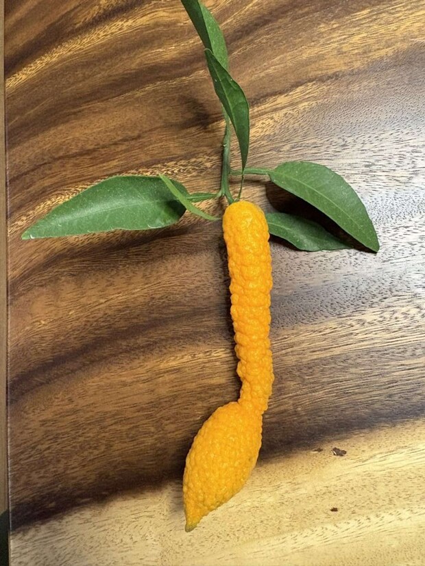 ニンジンみたいにも見える（画像提供：Orangeeeenさん）