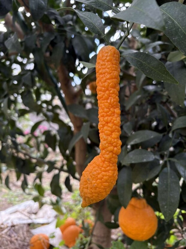 ナニコレ？（画像はOrangeeeen＠Orangeeeen2さんの投稿より）