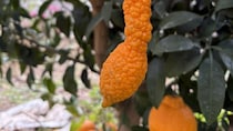 和歌山で発見された〝珍妙すぎるミカン〟に3.5万人大興奮　アレにしか見えないッ♪