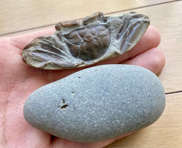 Takeshi（＠angustidens）さんの投稿より、再掲