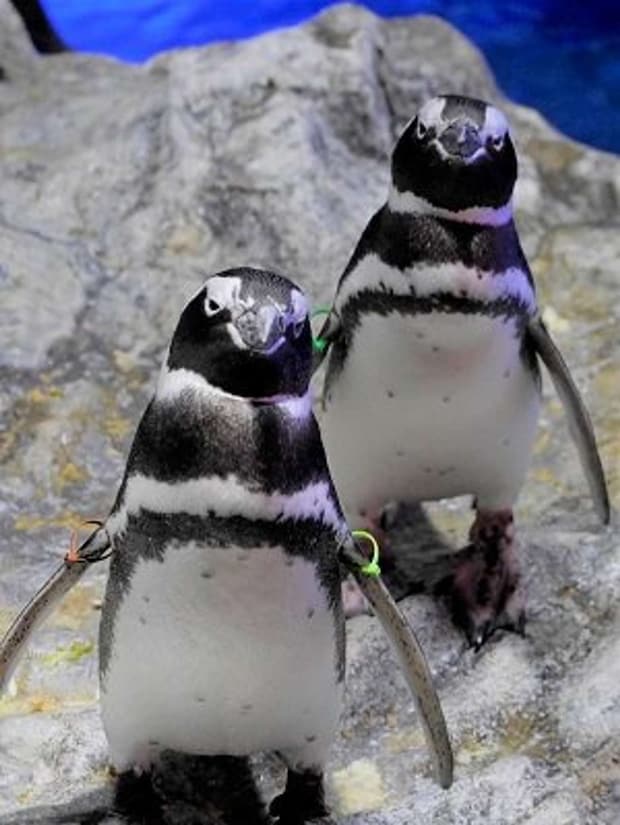 夫婦となった「ヨモギ」(右)と「ちょうちん」(左)(画像はすみだ水族館公式サイトより)