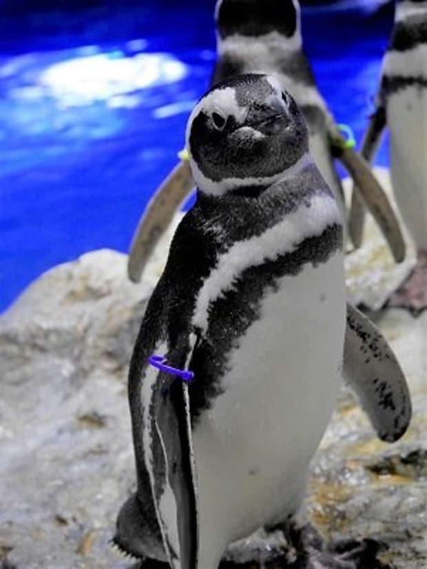 一番のモテ女「フジ」。一時は6羽のオスとアヤシイ関係に!?(画像はすみだ水族館公式サイトより)