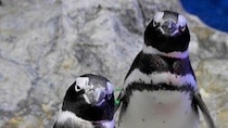 離婚、朝帰り、三角関係...ペンギンたちの〝恋模様〟がフクザツすぎ　見守りながら感じることは？飼育員に聞く