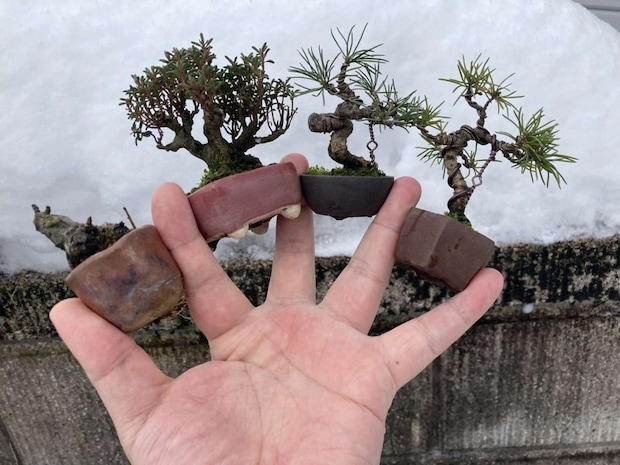 指に挟めるサイズの豆盆栽。ミニ盆栽を手掛ける「soboku」で購入したもの（画像は鶴岡小品盆栽会＠TsuruokaBonsaiの投稿より）