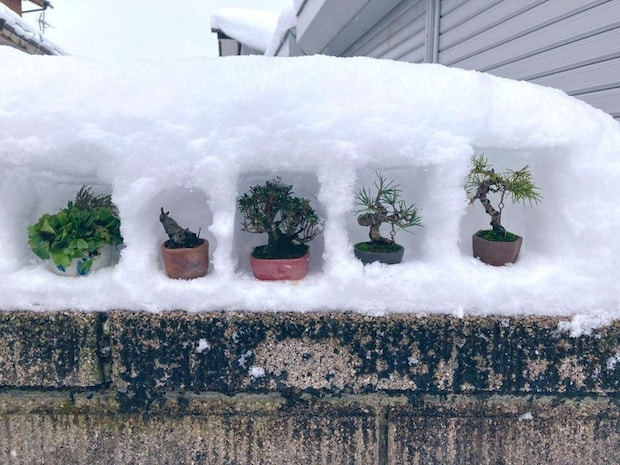 このフォルムは...（画像は鶴岡小品盆栽会＠TsuruokaBonsaiの投稿より）