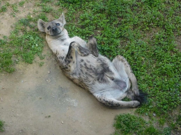 お腹を見せる「レイ」（画像提供：天王寺動物園）