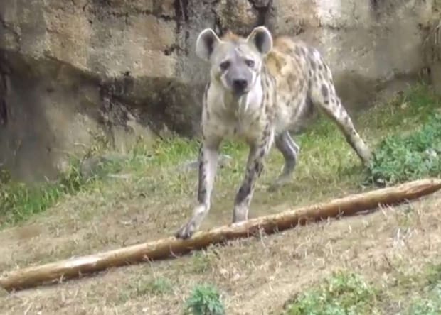 棒を地面に置くハイエナさん（画像は𝑚𝑎𝑟𝑢＠maru2022さんの投稿より、編集部でスクリーンショット）