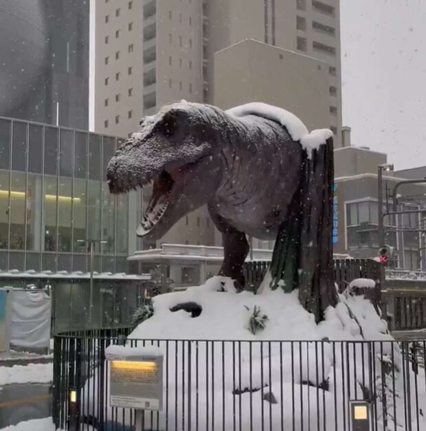 これぞ福井ならでは(爆戦@62gata_Bakusenさんの投稿の映像よりキャプチャ)