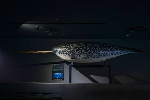 模型ではなくはく製です（画像はさかま大洋＠Tricorcasun1353さんの投稿より、再掲）