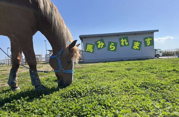 のびのびした姿は見ているだけで「癒」（画像はせんだい海浜エリアナビ ぐるっと、海手HPより）