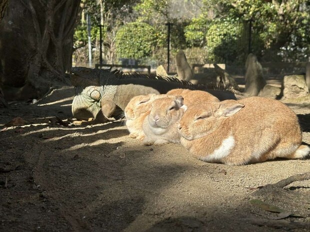 ウサギと......なに?(画像は長崎バイオパーク公式Xアカウントより)