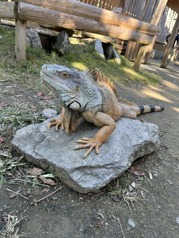 グリーンイグアナの「ジュラン」(画像は長崎バイオパーク公式Xアカウントより)