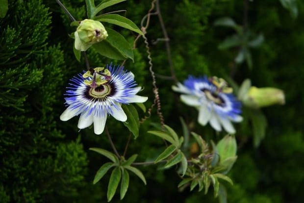 トケイソウの花（画像はphotoAC）