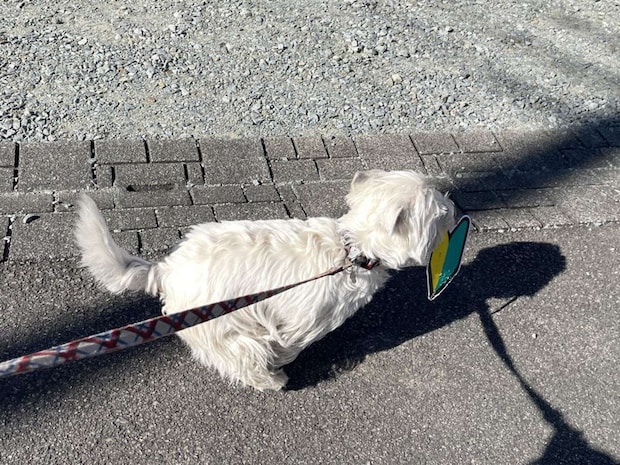 そのマークは...（画像はもちもちたおち＠tao_westieさんの投稿より）