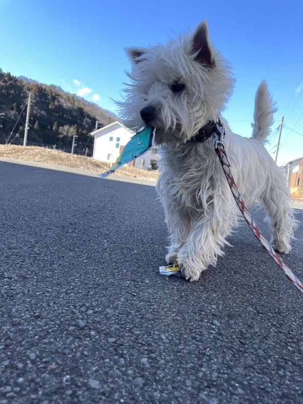 ウェスティのタオくん（画像はもちもちたおち＠tao_westieさんの投稿より）