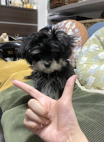 子犬に「あごのせ」教えようとしたら...　可愛すぎる〝勘違い〟に4.1万人めろめろ