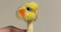〝細すぎるインコ〟に14万人絶叫「ウワーー！！！」「怖ぇぇぇぇぇ」　その正体は...まさかの真相に驚嘆