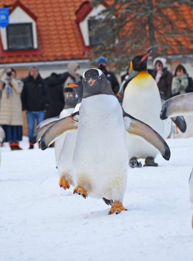 登別マリンパークニクス【公式】（＠marinepark_nixe）の投稿より