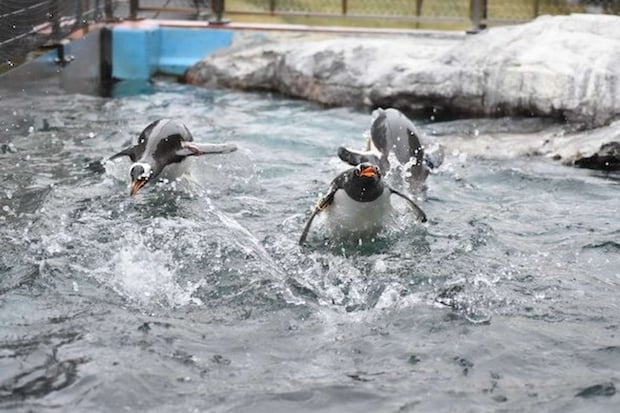 ペンギンたちのいろんな姿を発信（写真提供：登別マリンパークニクス）