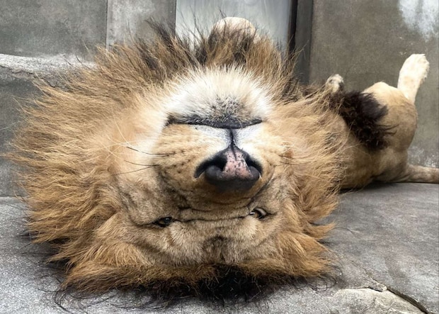 ひっくり返って寝るリント（写真提供：周南市徳山動物園）
