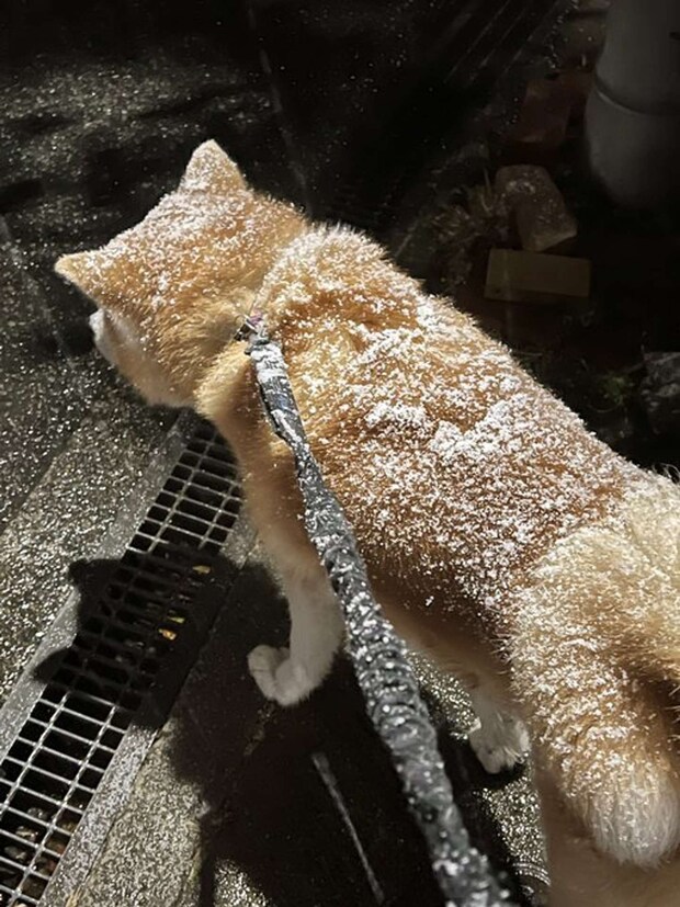 ほぼシューです（深海マザーのXアカウント（＠deepseaMOTHER）の投稿より）