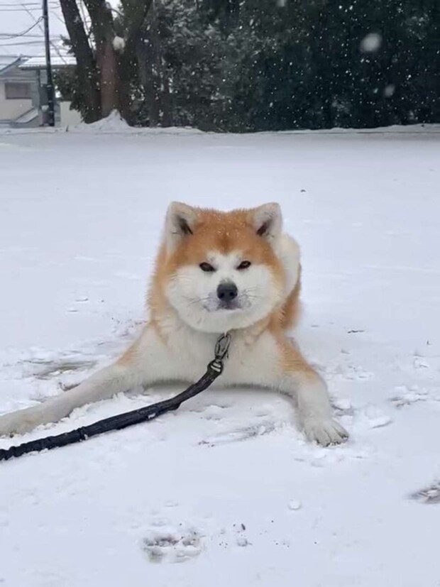 深海マザーのXアカウント（＠deepseaMOTHER）の投稿より