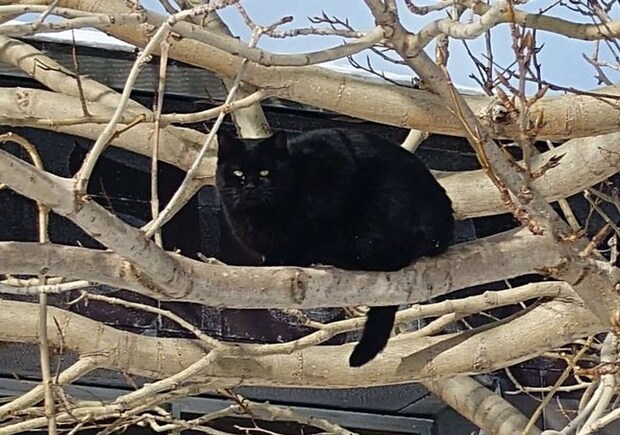 いました（画像は＠shuttle_driveさんの投稿より、編集部でトリミング）