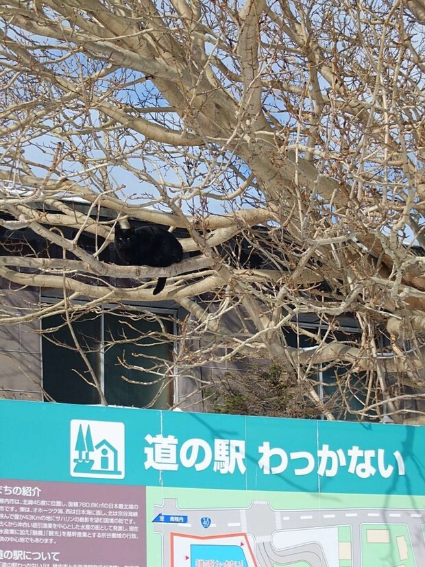 よく見ると...（画像は＠shuttle_driveさんの投稿より）