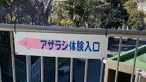 「いや怖」「悲鳴をあげてしまった」　静岡・日本平動物園の〝アザラシ体験〟が恐ろしすぎて...2.1万人戦慄