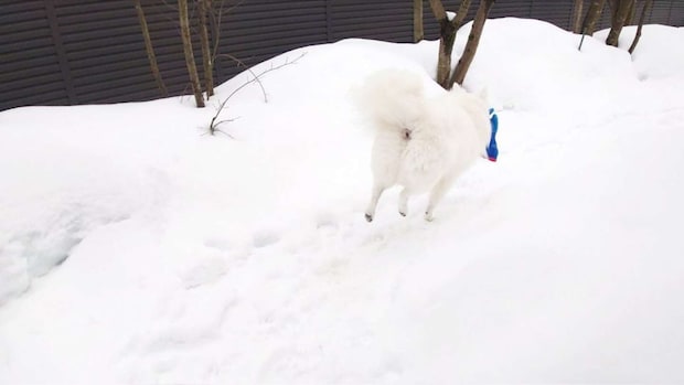 くーさんママ（＠kukuri_shibainu）さんの投稿より