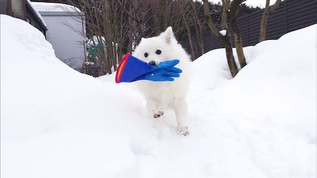 くーさんママ（＠kukuri_shibainu）さんの投稿より