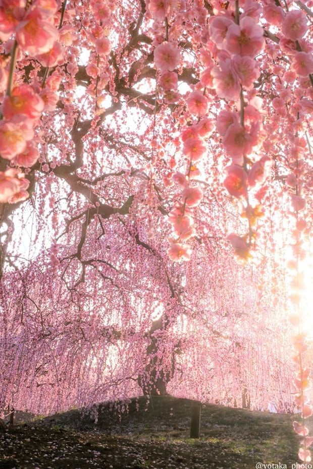 よたか(@yotaka_photo)さんの投稿より