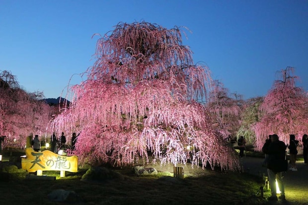 黄昏時に浮かび上がる呉服しだれ「天の龍」。樹齢100年を超える名木です(2025年撮影、プレスリリースより)