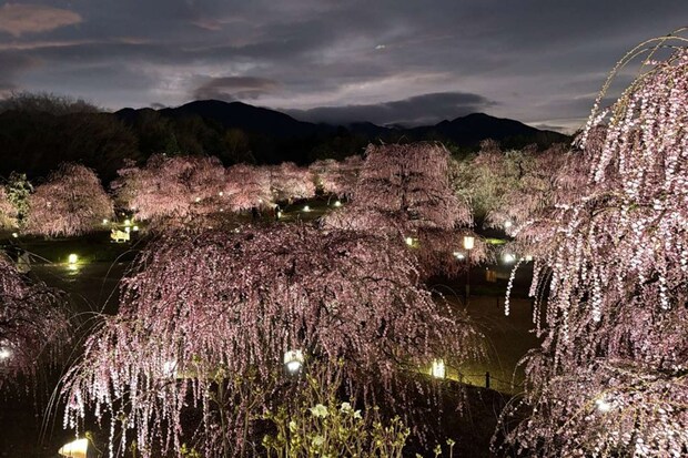 2月25日に始まったライトアップ。点灯する18時頃は鈴鹿山脈の稜線が紺碧の空がドラマチック(2026年2月25日撮影、プレスリリースより)