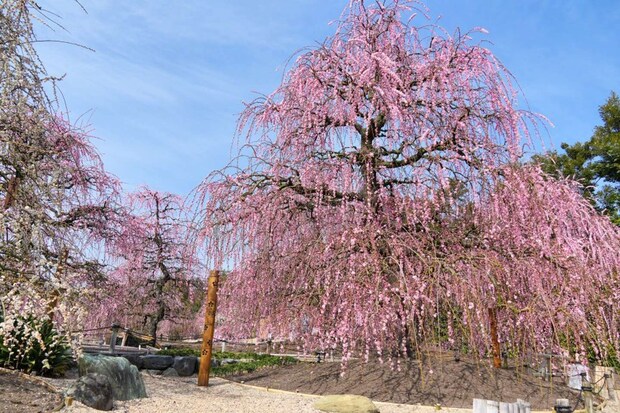 岩や砂利道、竹あかりの照明が人気のスポット(2026年2月24日撮影、画像はプレスリリースより)