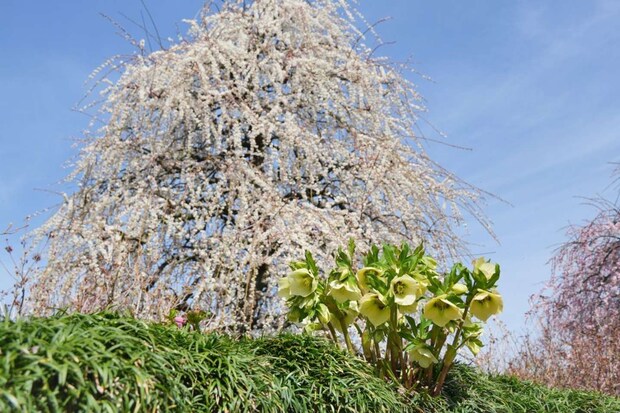 クリスマスローズなど季節の花が梅の足元を飾ります。背景は「八重月影しだれ」(2026年2月24日撮影、プレスリリースより)