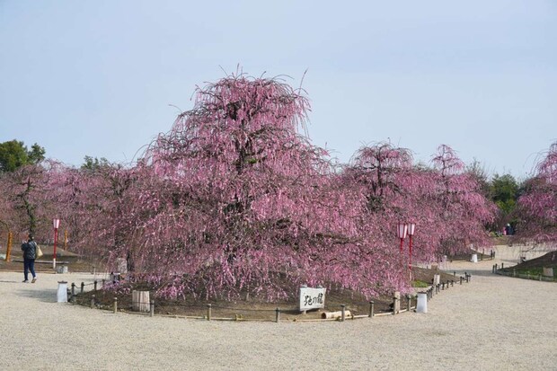 樹齢100年を超える呉服しだれの名木「地の龍」(2026年2月24日撮影、プレスリリースより)