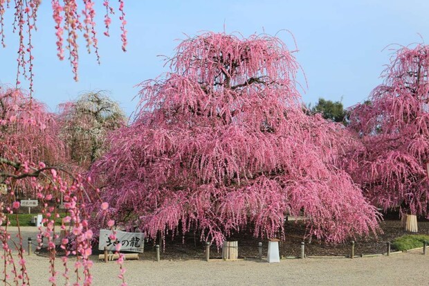 這うようなどっしりとした樹形の名木「地の龍」(プレスリリースより)
