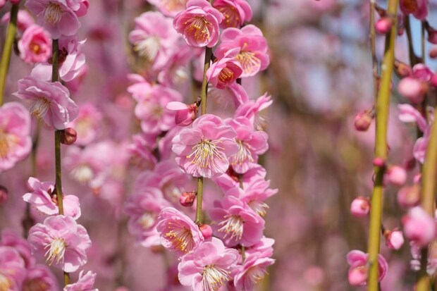 七分咲きとなっている「呉服しだれ」。この時期はピンクが鮮やか(2026年2月24日撮影、プレスリリースより)