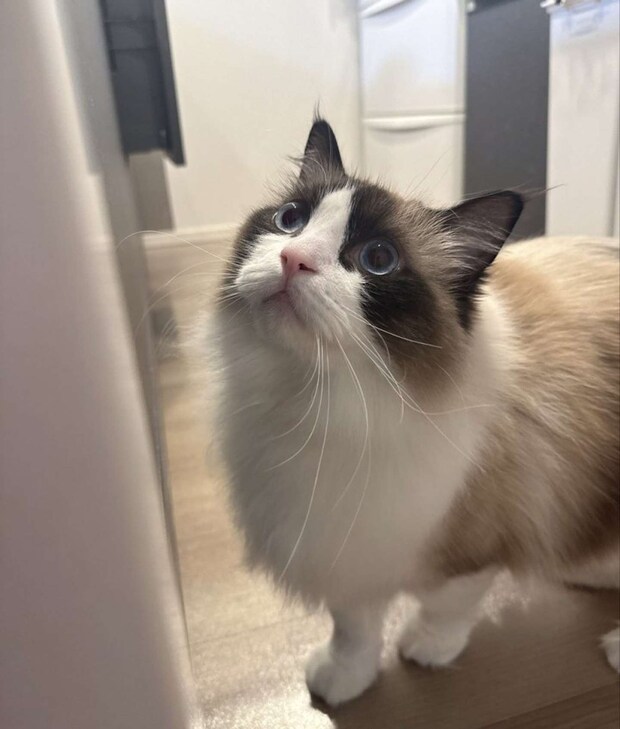 長いおひげがチャームポイント(@luluchan_nekoさんの投稿より)